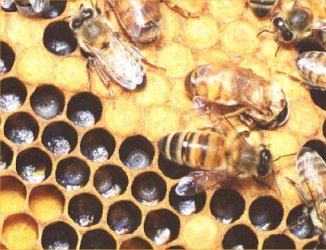 Broedende bijen met larven